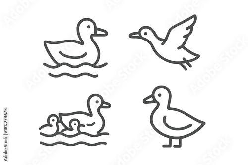 Ducks swimming, flying, and standing, plus a mother duck with ducklings