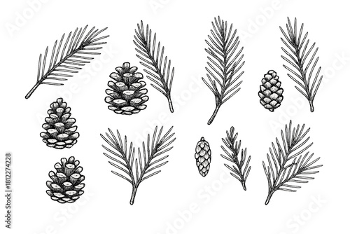 Hand drawn set of pine cones and fir tree branches for winter holiday design