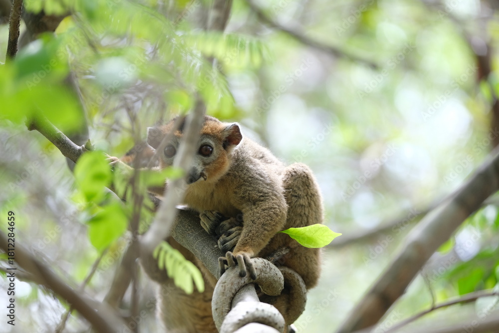 Obraz premium lemur portrait with expressive eyes, endemic lemur species in rainforest, madagascar