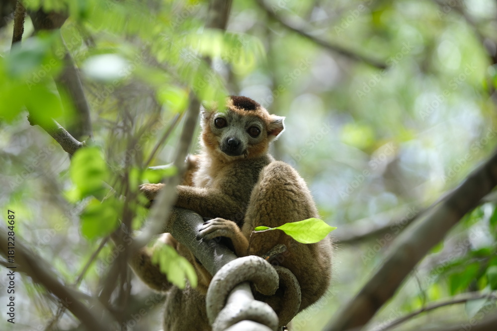 Obraz premium lemur portrait with expressive eyes, endemic lemur species in rainforest, madagascar