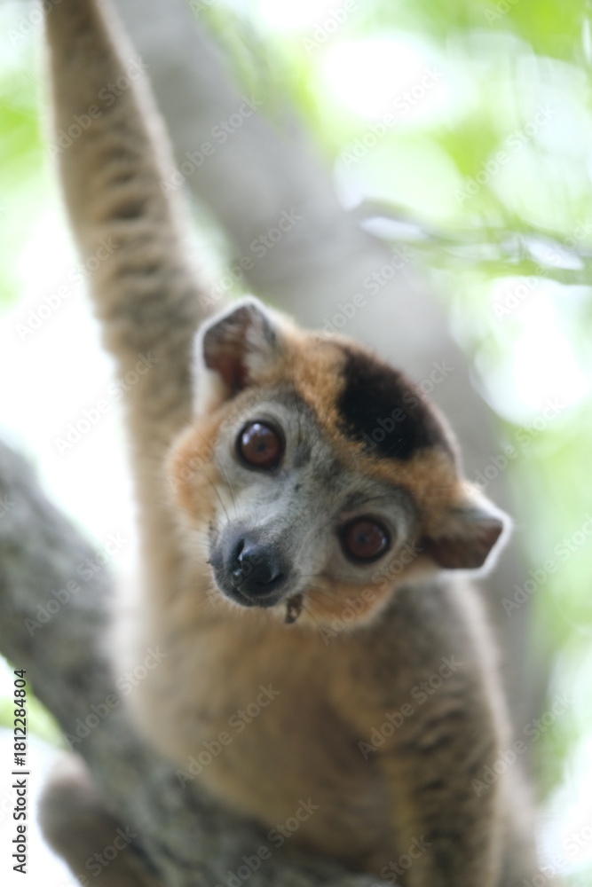 Obraz premium lemur portrait with expressive eyes, endemic lemur species in rainforest, madagascar