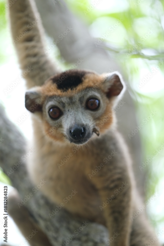 Obraz premium lemur portrait with expressive eyes, endemic lemur species in rainforest, madagascar