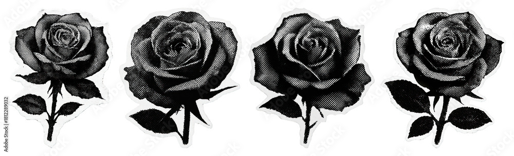 Fototapeta premium Vintage black rose illustrations