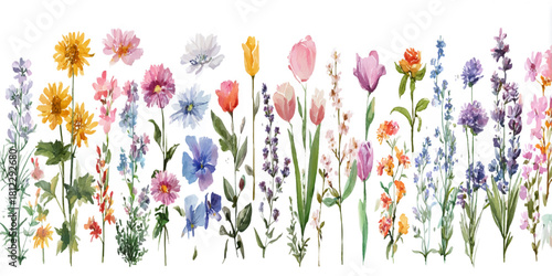 Vibrant horizontal arrangement of diverse colorful wildflowers and delicate blooms against a clean white background