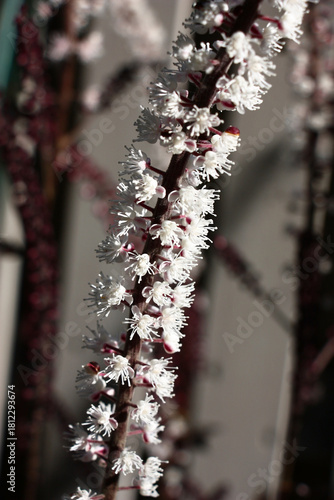 On a grey background  inflorescences of a cimicifuga. On one inflorescence small white flowers have revealed.