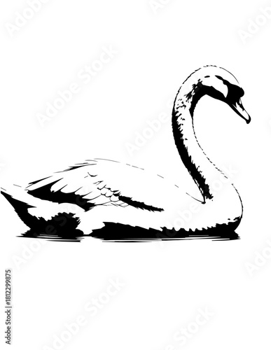 Fototapeta Naklejka Na Ścianę i Meble -  black and white swan