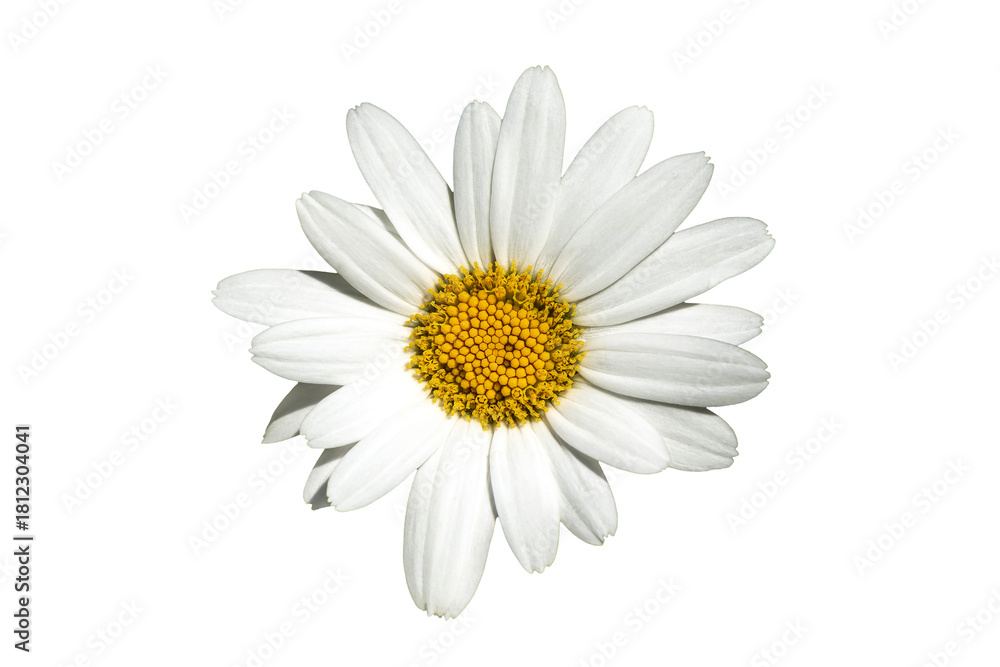Obraz premium Leucanthemum x superbum a summer autumn fall flowering plant with a white summertime flower commonly known as Shasta daisy png file cut out and isolated on a transparent background