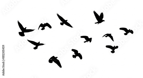 Silhouette flock of birds flying freely across the sky, representing freedom and nature