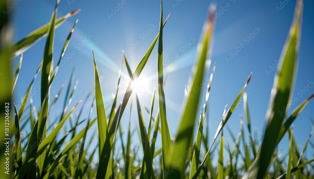 Obraz premium A close up view of a field with tall grass under a bright sun. The sun casts shadows on the blades of grass, indicating it is either early morning or late afternoon