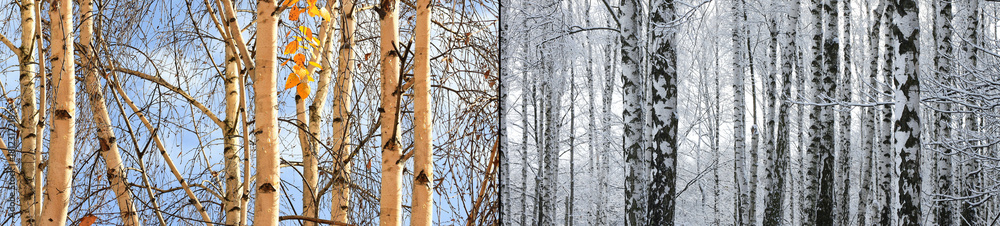 Obraz premium Beautiful photo with white birches in late autumn and winter