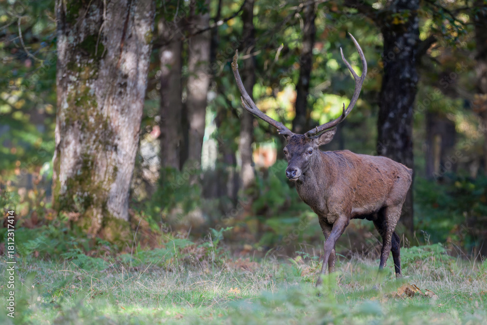 Fototapeta premium Red deer stag walking and observing in a plain at the edge of a forest during the rut. Cervus elaphus, Réserve de la Haute-Touche, Azay le Ferron, Indre 36, région Centre, France, Europe