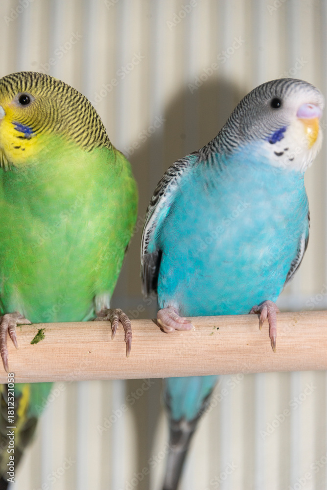 Fototapeta premium Two parrots in one cage