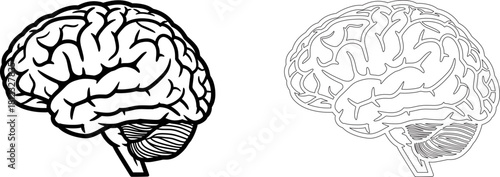 A detailed anatomical illustration of a human brain, showcasing its intricate structure and lobes, isolated on, representing intelligence, thought, and the complexity of the mind