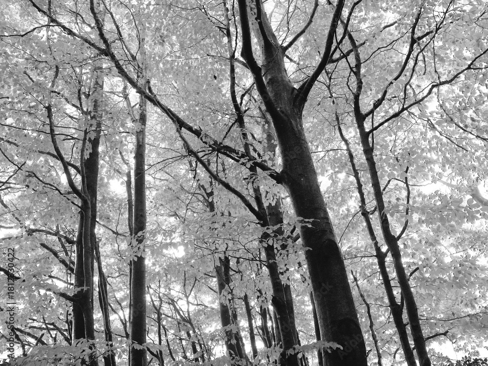 Fototapeta premium Beech trees