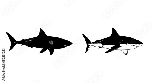 Digital illustration set of a great white shark in two styles, a bold silhouette and a detailed line art drawing, perfect for graphic design