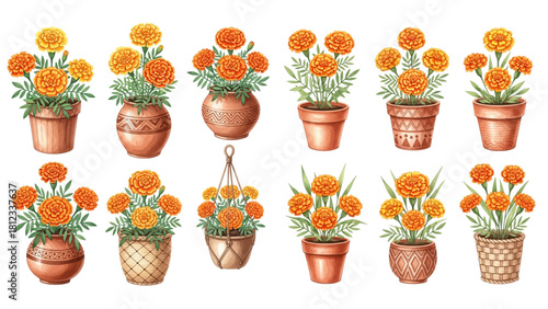 A collection of watercolor illustrations featuring vibrant orange and yellow marigold bouquets in rustic clay pots and vases.