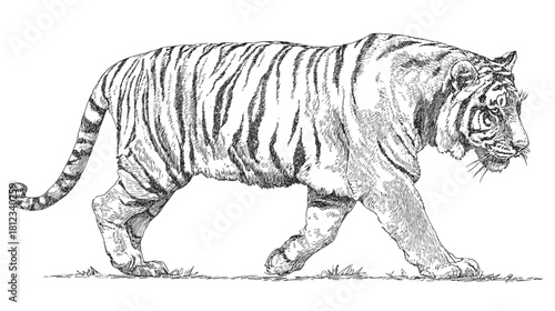 Detailed black and white illustration of a majestic tiger walking, a powerful wild animal in an engraving style artwork.