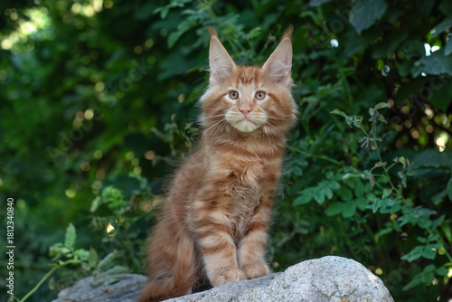 Wallpaper Mural A big red maine coon kitten sitting on a tree in a forest in summer. Torontodigital.ca