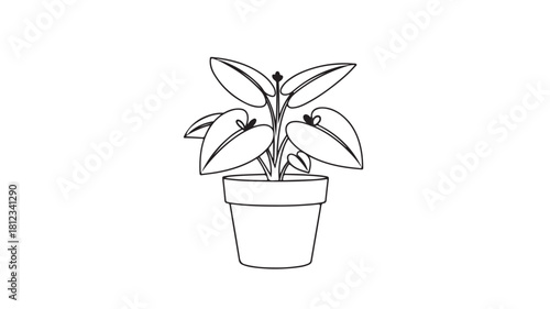 Small green houseplant growing in a potted flowerpot