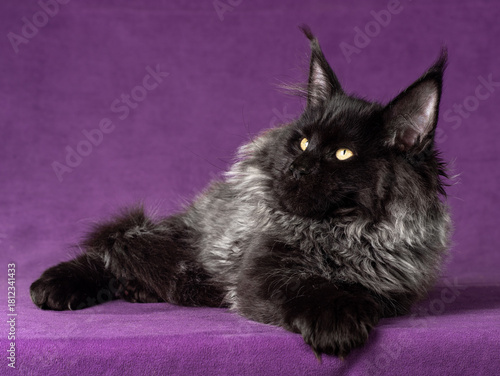 A black maine coon kitten playing on purple background. Motion blur.