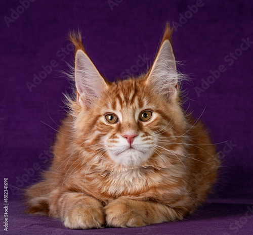 A red maine coon kitten playing on purple background.