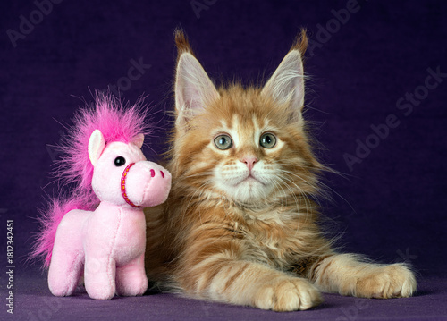 A red maine coon kitten playing with toy horse on purple background. New Year's symbol.