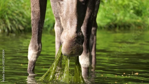 Moose enjoying an afternoon snack of fresh lake weeds in Northern Maine