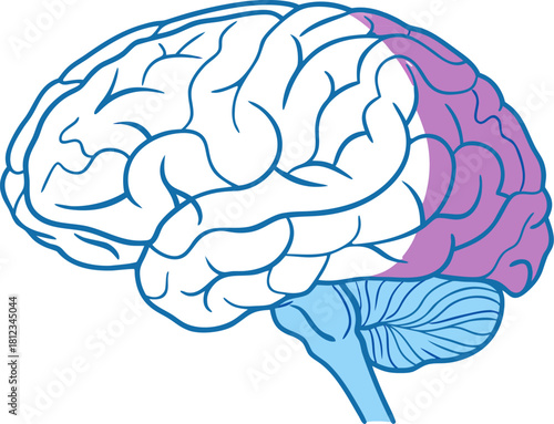 Isolated human brain, highly detailed anatomical structure, vector illustration for medical science research, ideal for educational tools.