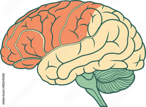 Vector illustration of isolated human brain, anatomical model with detailed structure for medical science study and research purposes.