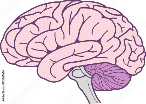 Isolated human brain with detailed anatomical features, vector model for medical research, science study, and educational purposes.
