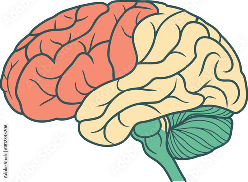 Isolated human brain model, anatomical details for medical study, vector illustration for research and educational purposes in science.