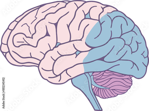 Vector illustration of isolated human brain, highly detailed anatomical structure for medical science research, study, and education.