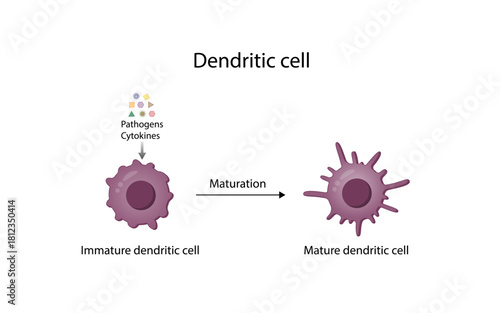 Dendritic cell is an antigen-presenting cells. Cells of immune system. Maturation from Immature to Mature dendritic cells. Scientific design. Vector illustration.