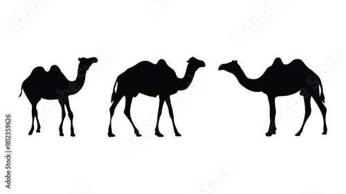 camels vector illustration