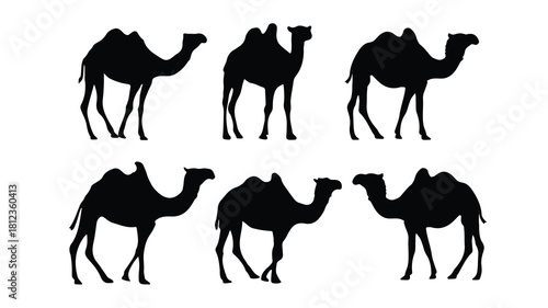 camels vector illustration