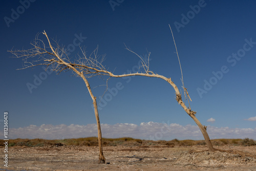 Siwa Oasis in Egypt 