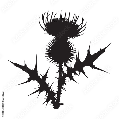Thistle plant silhouette