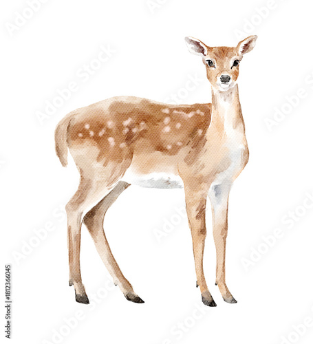 Watercolor animalistic illustration of a cute deerl. Cozy winter design. Hand painted element for invitation, social media and posters.