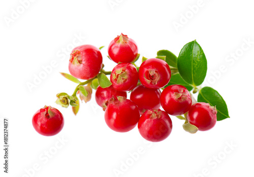 Fresh cowberry berries with leaves, isolated on white background. Ripe cranberry, cowberry, lingonberry. Clipping path.