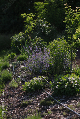  growing herbs in the garden,  