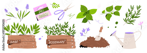 Gardening big set with herbs, seedlings, scissors, watering can, soil and leaves. Decorative rosemary and sage boxes, dill packet and basil leaves. Hand drawn vector for gardening themes