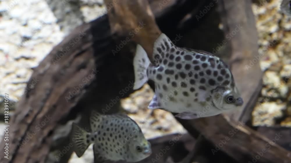 Argus Fish Scatophagus argus is a hardy brackish water fish known for its spotted ...
