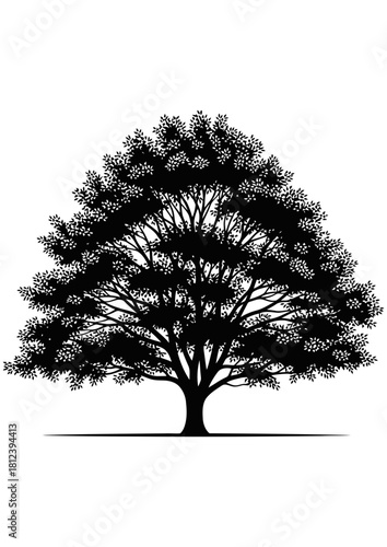 Silhouette of a large, mature deciduous tree with a full, dense canopy, isolated on
