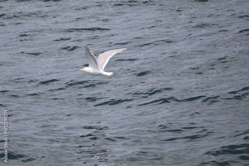seagull in flight