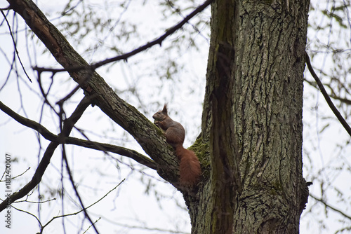 squirrel on tree