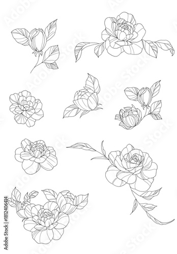 Rose, flower, vector, plant, rose decorative motiv, ornament, decor, light lines sketch flowers,  vector rose, draw rose, sketch rose,