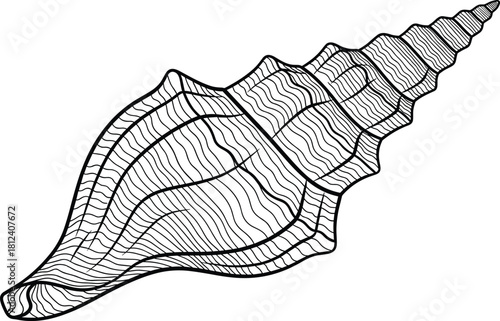 Conch shell drawing, black and white, spiral structure, marine illustration, nature art, ocean theme, coloring page, detailed texture, biology sketch, mollusk design