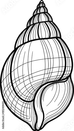 Seashell line drawing, spiral shell, black and white, marine illustration, nature art, conical shape, ocean theme, coloring page, detailed texture, biology study