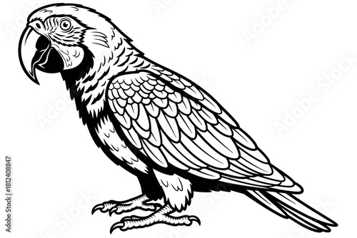 Detailed black and white line art illustration of a macaw parrot standing
