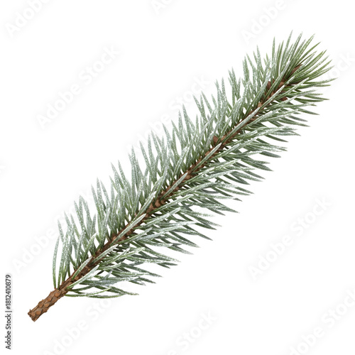Realistic Frosted or Snowy Fir Tree Branch Isolated on Transparent Background